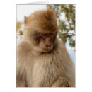 Suche nach trauriger affe Für alle