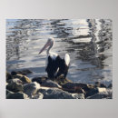 Suche nach vogel auf felsen poster Weiß
