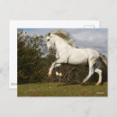 Suche nach andalusische postkarten Tier