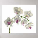 Suche nach orchid poster Realismus