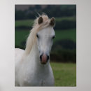 Suche nach graues pony poster Kopfschuss