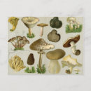Suche nach rollstuhl postkarten Toadstool