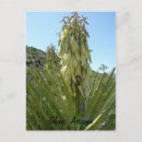 Suche nach yucca postkarten Wüste