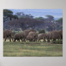 Suche nach habitat poster Animal