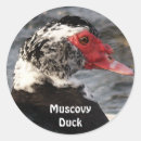 Suche nach vogelleben aufkleber Fans von wildtieren
