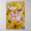 Suche nach hawaii blume poster Gold