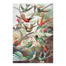 Suche nach vintage kolibris poster Tiere