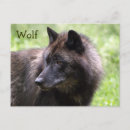 Suche nach wolf foto postkarten Natur