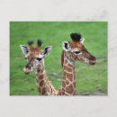 Suche nach langer hals postkarten Giraffe