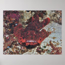 Suche nach rotbarsch poster Fisch