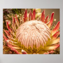 Suche nach protea blume poster Königsprotea