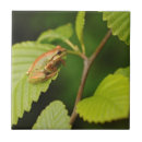 Suche nach erwachsene fliesen Biologie