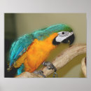 Suche nach blaue papageien poster Tier