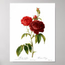 Suche nach red rose poster Flower