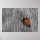 Suche nach snail poster Fotografie