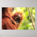 Suche nach orang utans poster Farbbild