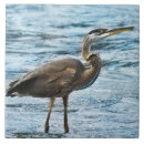 Suche nach held fliesen Vogelvogel