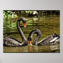 Suche nach swan poster Animals