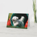 Suche nach bichon karten Hund
