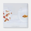 Suche nach goldfisch magnete Schwimmbad