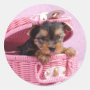 Suche nach niedlicher yorkshire terrier aufkleber Yorkie