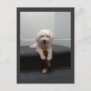 Suche nach bichons postkarten Für alle