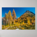 Suche nach lärche poster Bäume