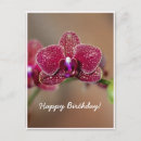 Suche nach phalaenopsis postkarten Orchidee