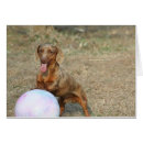 Suche nach daschund postkarten Tiere