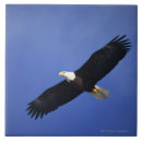 Suche nach weißkopfseeadler fliesen Nordamerika