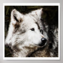 Suche nach wolf head poster Wölfe