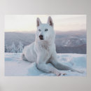 Suche nach sibirischer husky poster Tier