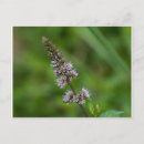Suche nach lila wildblume postkarten Blumenreich