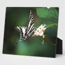Suche nach zebra fotoplatten Streifen