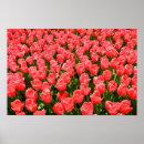 Suche nach rosa tulpen poster Blume