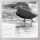 Suche nach weiße ente poster Foto