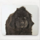 Suche nach neufundländer mousepads Niedlich