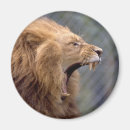 Suche nach männlicher löwe magnete Große katze