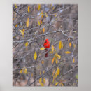 Suche nach roter kardinal poster Vogelvogel