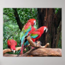 Suche nach blaue papageien poster Rot