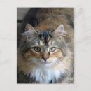 Suche nach tabby postkarten Tabelle