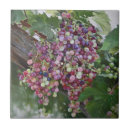 Suche nach weinliebhaber fliesen Weinrebe
