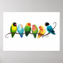 Suche nach lovebird poster Vögel