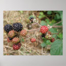 Suche nach ihr blackberry kunst Fotografie