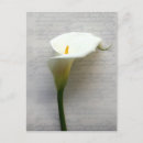 Suche nach calla lilie postkarten Blumenreich
