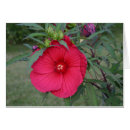 Suche nach feuer blume Pflanze