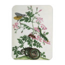 Suche nach motte magnete Insekten