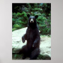 Suche nach schwarzer bär poster Alaska