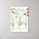 Suche nach gartennelken kunst Schöne