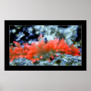 Suche nach anemone poster Unterwasser